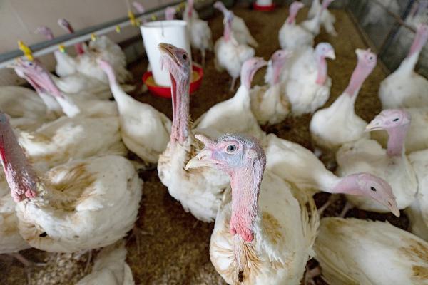 Wholesale turkey prices rise as Thanksgiving approaches