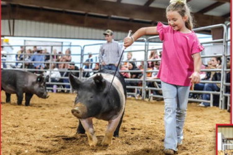 Students from Madison County proudly present their pigs for judging at the Madison County Fair on Wednesday, March 20, for more rodeo pictures turn to Page 11. METEOR PHOTOS BY LYNDIE DUNN